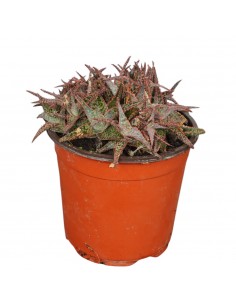 Pianta Grassa Aloe...