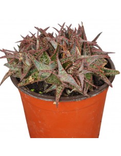 Pianta Grassa Aloe... 2