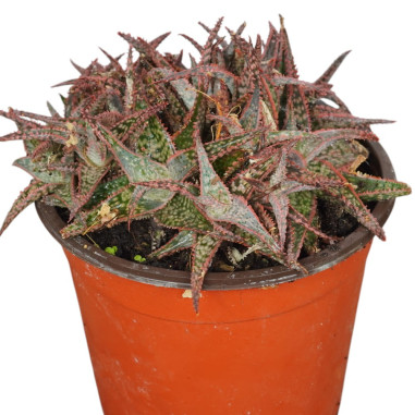 Aloe Dorotheae Red Plant for Sale-Succulent Plants|Mondo Piante