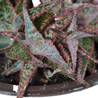 Aloe Dorotheae Red Plant for Sale-Succulent Plants|Mondo Piante