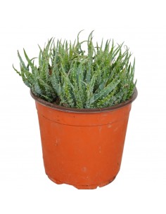 Pianta Grassa Aloe Humilis...