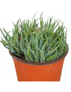 Pianta Grassa Aloe Humilis... 2