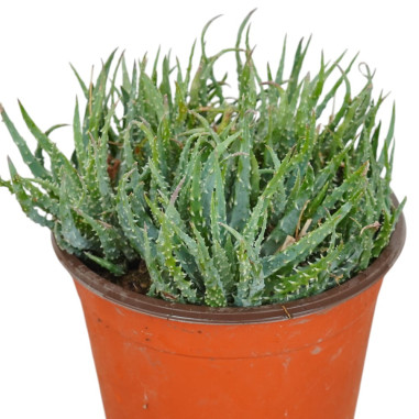 Vendita Pianta Aloe Humilis-Piante Grasse Online|Mondo Piante