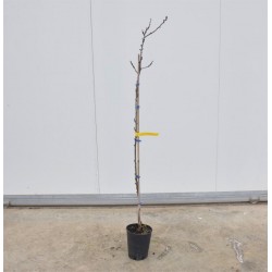 Albero di Albicocco Reale...