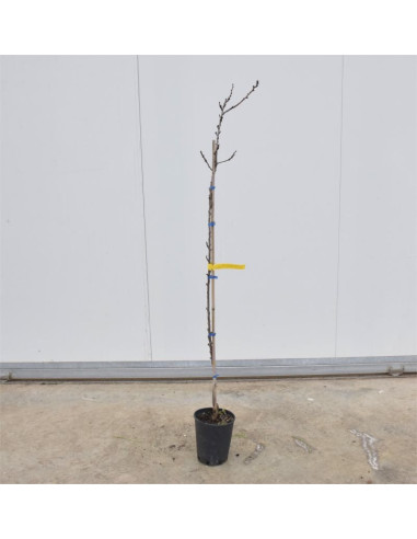 Albero di Albicocco Reale d'Imola 3 Anni | Mondo Piante