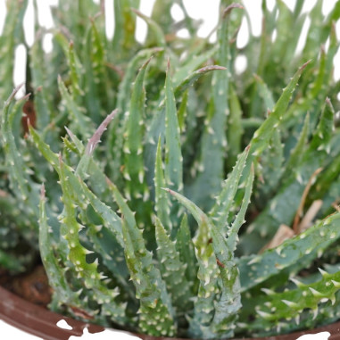 Vendita Pianta Aloe Humilis-Piante Grasse Online|Mondo Piante