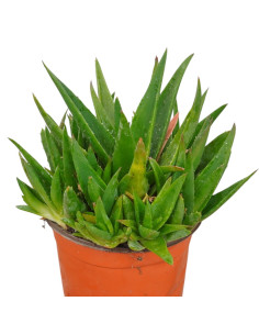 Vendita Pianta Grassa Alworthia Black Gem | MondoPiante