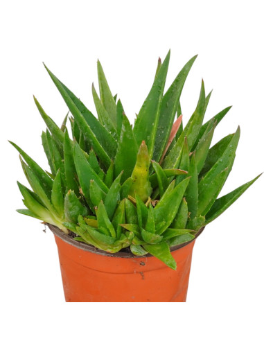 Vendita Pianta Grassa Alworthia Black Gem | MondoPiante