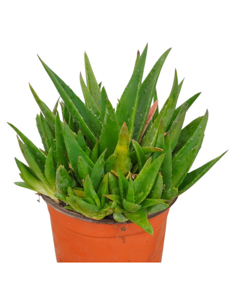 Vendita Pianta Grassa Aloe ibrida-Piante Grasse | Mondo Piante
