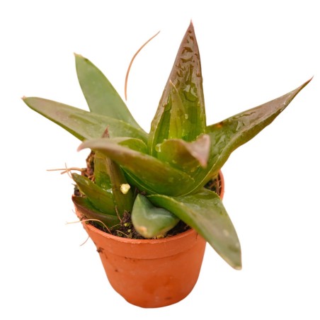 Vendita Pianta Grassa Alworthia Black Gem | MondoPiante