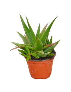 Vendita Pianta Grassa Alworthia Black Gem | MondoPiante 2