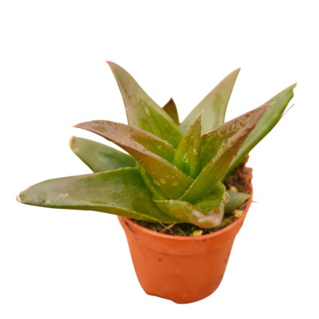 Vendita Pianta Grassa Alworthia Black Gem | MondoPiante