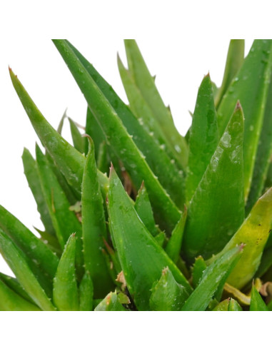 Vendita Pianta Grassa Alworthia Black Gem | MondoPiante