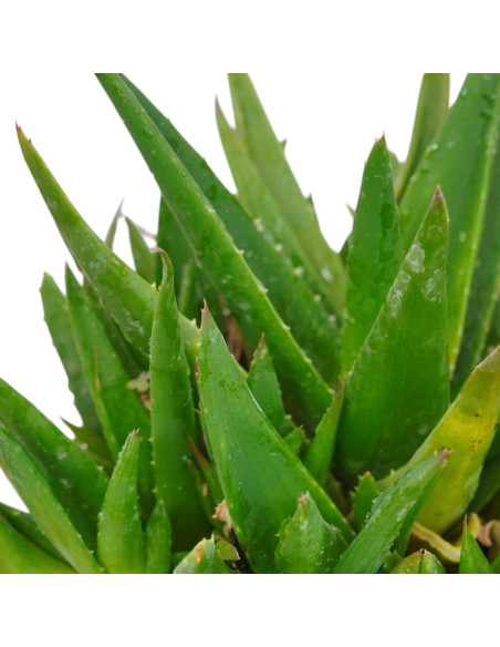 Vendita Pianta Grassa Aloe ibrida-Piante Grasse | Mondo Piante