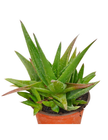 Vendita Pianta Grassa Aloe ibrida-Piante Grasse | Mondo Piante