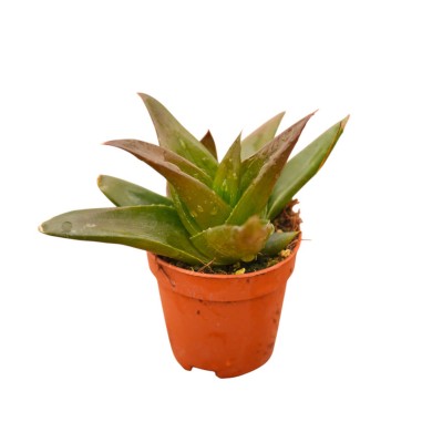 Vendita Pianta Grassa Alworthia Black Gem | MondoPiante