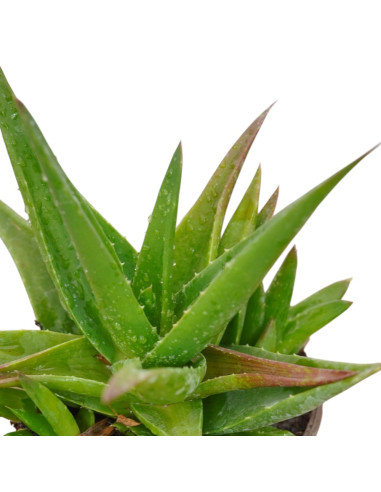 Vendita Pianta Grassa Aloe ibrida-Piante Grasse | Mondo Piante