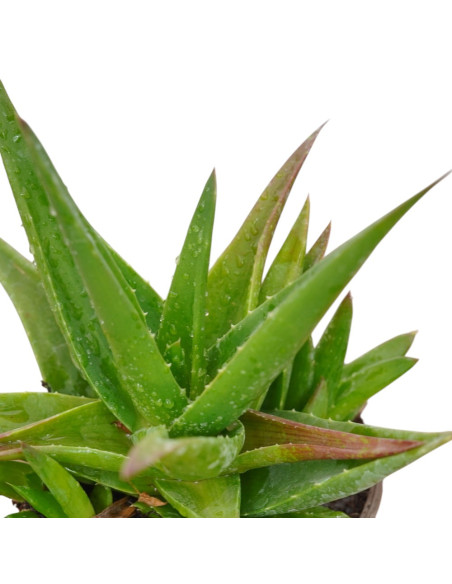 Vendita Pianta Grassa Alworthia Black Gem | MondoPiante