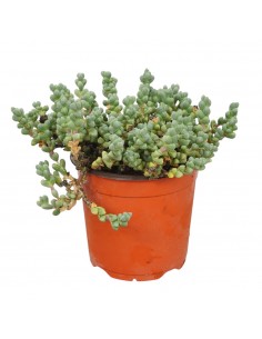 Crassula Rupestris...