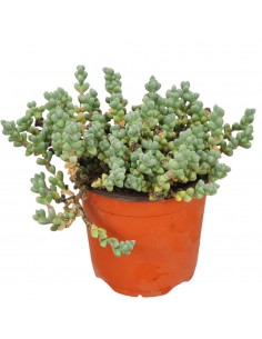 Crassula Rupestris... 2