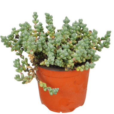 Vendita Pianta Grassa Crassula Rupestris-Piante Grasse|Mondo Piante