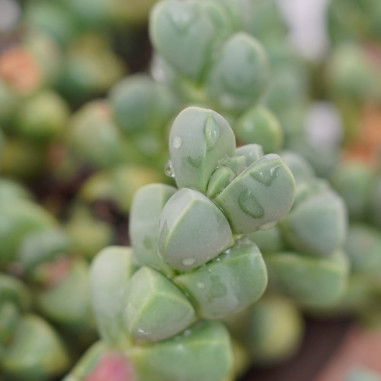 Crassula Rupestris Plant for Sale-Succulent Plants|Mondo Piante