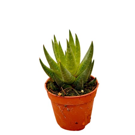 Vendita Pianta Grassa Aloe Aristata | MondoPiante