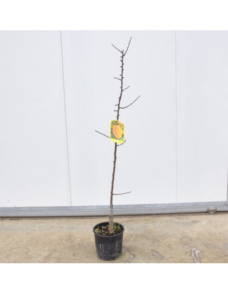 Albero di Albicocco Reale d'Imola 3 Anni | Mondo Piante