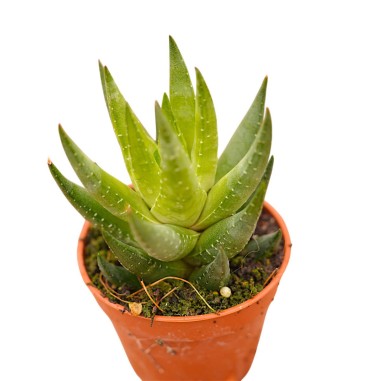 Vendita Pianta Grassa Aloe Aristata | MondoPiante