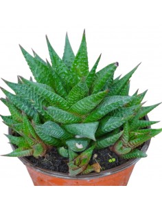 Pianta Grassa Aloe Aristata