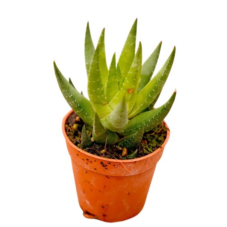 Vendita Pianta Grassa Aloe Aristata | MondoPiante