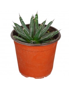 Pianta Grassa Agave...