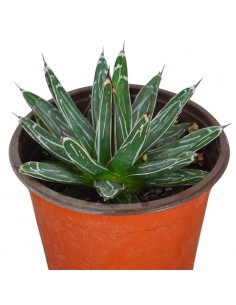 Pianta Grassa Agave... 2