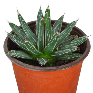 Vendita Pianta Grassa Agave Victoriae Reginae|Mondo Piante