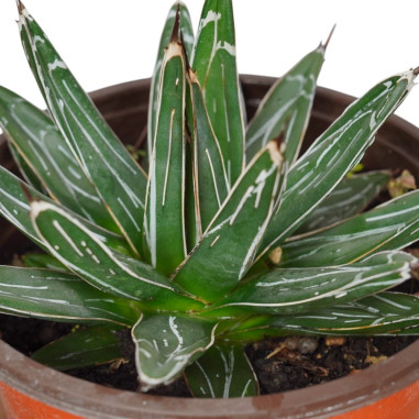 Vendita Pianta Grassa Agave Victoriae Reginae|Mondo Piante