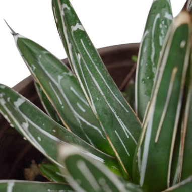 Vendita Pianta Grassa Agave Victoriae Reginae|Mondo Piante