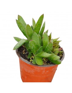 Pianta Grassa Gasteria...
