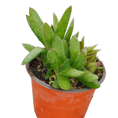 Vendita Gasteraloe Flow | La Succulenta Verde Bosco | MondoPiante