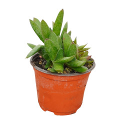 Vendita Gasteraloe Flow | La Succulenta Verde Bosco | MondoPiante 2