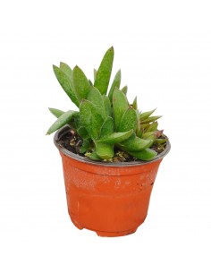 Pianta Grassa Gasteria... 2