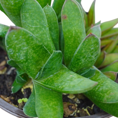 Vendita Gasteraloe Flow | La Succulenta Verde Bosco | MondoPiante
