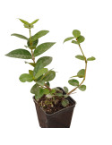 5 Piante di Rincospermo in Vaso 7cm-Falso Gelsomino