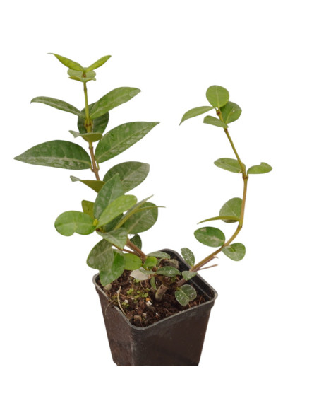 Kit 5 Piante Rincospermo Vaso 7 cm | Mondo Piante