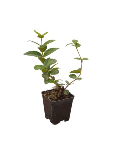 Kit 5 Piante Rincospermo Vaso 7 cm | Mondo Piante 2