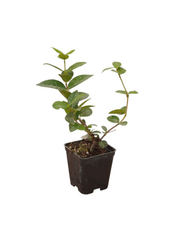 Kit 5 Piante Rincospermo Vaso 7 cm | Mondo Piante