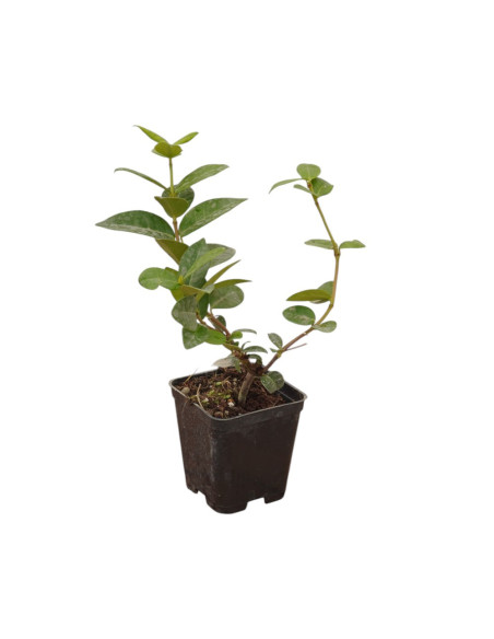 Kit 5 Piante Rincospermo Vaso 7 cm | Mondo Piante