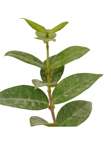 Vendita 5 piante di Rincospermo in Vaso 7cm-Piante Rampicanti | Mondo Piante