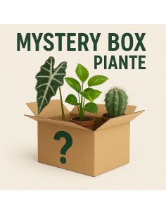 Mystery Box di Piante -... 2