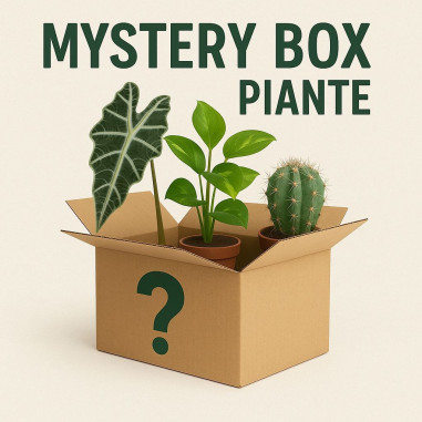 Vendita Online Mystery Box Piante €50-Offerte|Vivaio Mondo Piante
