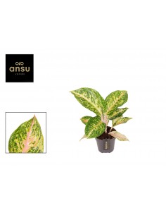 copy of Abelia Confetti Plant